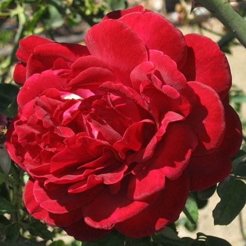 Shop - Rosa Thor - rot - kletterrosen - diskret duftend - Michael Henry Horvath - Intensiv rote Kleterrose mit vollgefüllten Blüten.